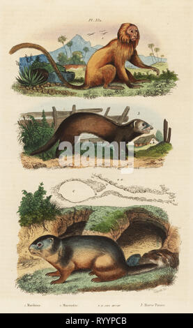 Golden lion tamarin, Leontopithecus rosalia, endangered 1, alpine marmot, Marmota marmota 2 and den, and ferret or polecat, Mustela putorius 3. Marikina, marmotte, marte putois. Handcoloured steel engraving by Pedretti after an illustration by A. Carie Baron from Felix-Edouard Guerin-Meneville's Dictionnaire Pittoresque d'Histoire Naturelle (Picturesque Dictionary of Natural History), Paris, 1834-39. Stock Photo