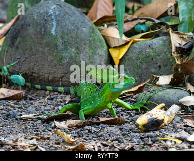 Male Green Basilisk Basiliscus plumifrons side view portrait Costa Rica Stock Photo