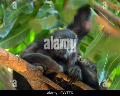 Howler monkey Alouatta caraya Costa Rica February Stock Photo