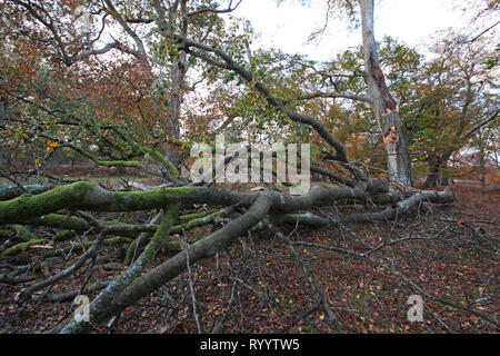 Broken branches from Beech tree Fagus sylvatica Bratley Wood New Forest National Park Hampshire England UK Stock Photo