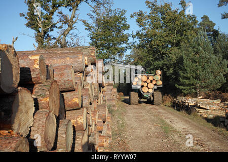 Forwarder stacking timber by side of the track ready for collection Frame Heath Inclosure New Forest National Park Hampshire England UK Stock Photo