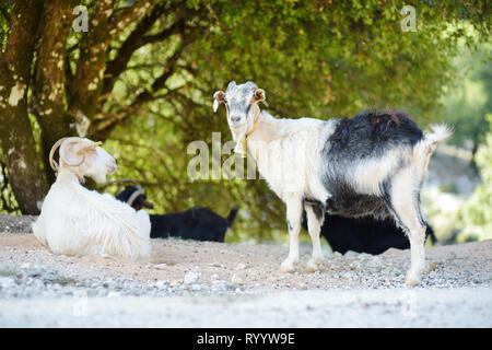 Herd of goats grazing by the road in rocky area of Peloponnese. Domestic goats of Greece, highly prized for their meat and milk production production. Stock Photo