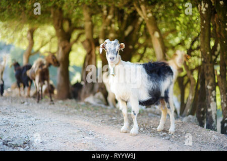 Herd of goats grazing by the road in rocky area of Peloponnese. Domestic goats of Greece, highly prized for their meat and milk production production. Stock Photo