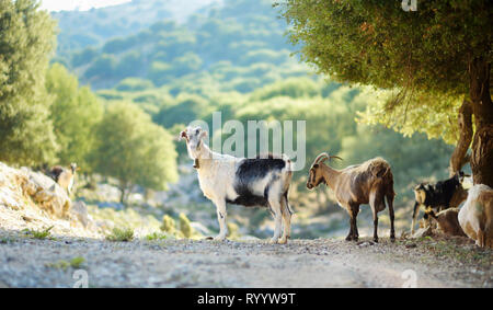 Herd of goats grazing by the road in rocky area of Peloponnese. Domestic goats of Greece, highly prized for their meat and milk production production. Stock Photo