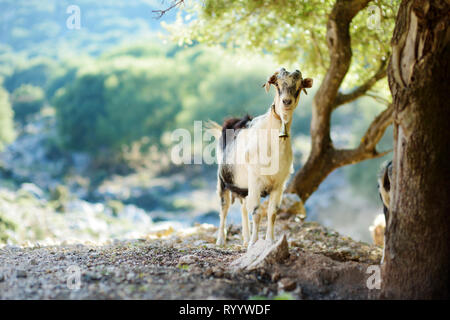 Herd of goats grazing by the road in rocky area of Peloponnese. Domestic goats of Greece, highly prized for their meat and milk production production. Stock Photo