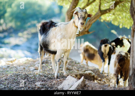 Herd of goats grazing by the road in rocky area of Peloponnese. Domestic goats of Greece, highly prized for their meat and milk production production. Stock Photo