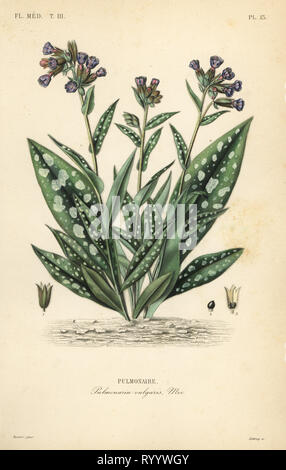 Lungwort, Pulmonaria officinalis, Pulmonaria vulgaris, Pulmonaire. Handcoloured steel engraving by Debray after a botanical illustration by Edouard Maubert from Pierre Oscar Reveil, A. Dupuis, Fr. Gerard and Francois Herincq’s La Regne Vegetal: Flore Medicale, L. Guerin, Paris, 1864-1871. Stock Photo