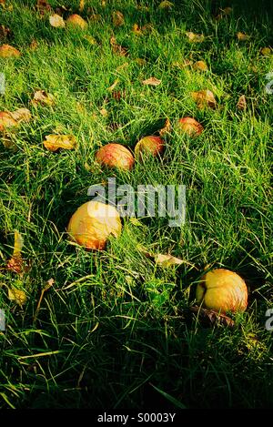 Fallen apples in the grass Stock Photo