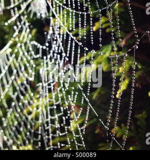 Cobweb Stock Photo