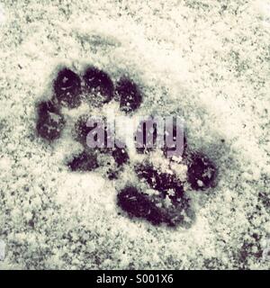 Cat paw prints in the snow Stock Photo