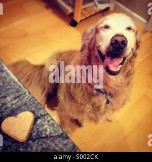 Golden retriever waits patiently for heart shaped treat Stock Photo