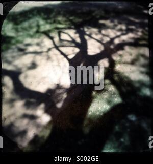 Shadow of a tree Stock Photo