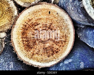 Tree rings Stock Photo