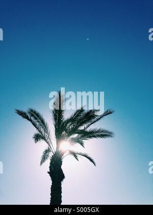 Palm tree with sun behind it. Stock Photo