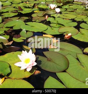 Lilly pad in a pond Stock Photo