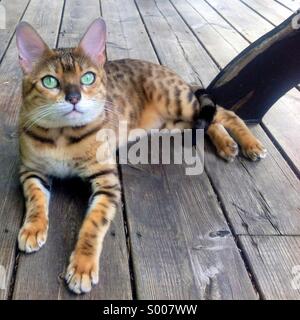 Bengal cat relaxing on the patio. Stock Photo