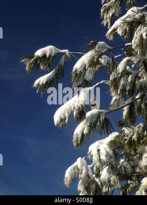 Snow on evergreen tree. Stock Photo