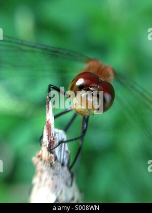 Dragonfly sitting on a branch. Stock Photo