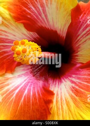 Closeup of hibiscus flower Stock Photo
