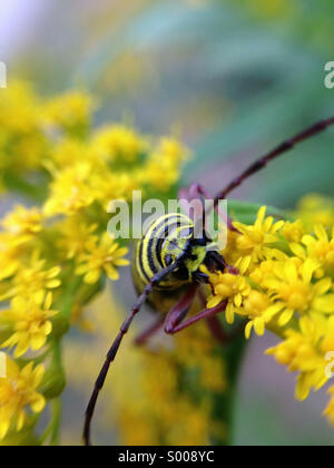 Locust borer on goldenrod. Stock Photo