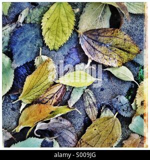 Wet fallen autumnal leaves background on the floor of a city. Stock Photo