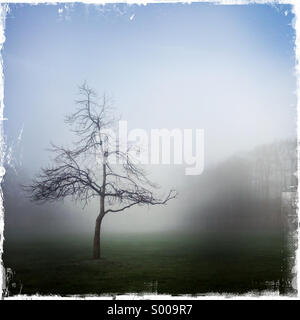 Tree isolated in fog Stock Photo