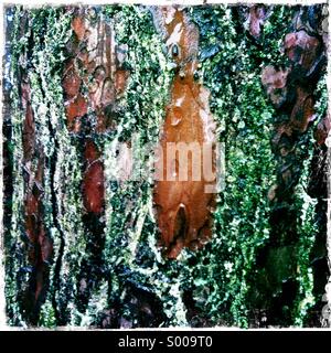 Cyprus pine tree bark Stock Photo