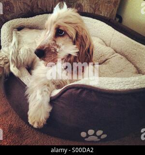 Puppy in his bed Stock Photo