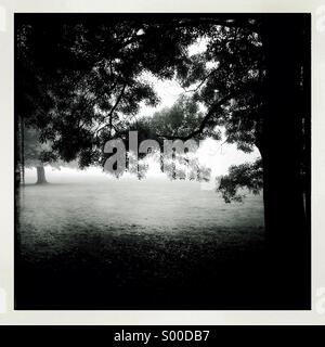 Black & white photo of old oak tree in field. Square format. London UK Stock Photo