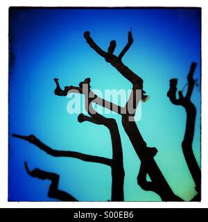 Tree branch silhouette in winter on blue sky Stock Photo