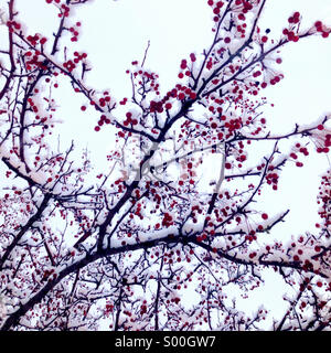 Snow covered ornamental cherry tree. Stock Photo