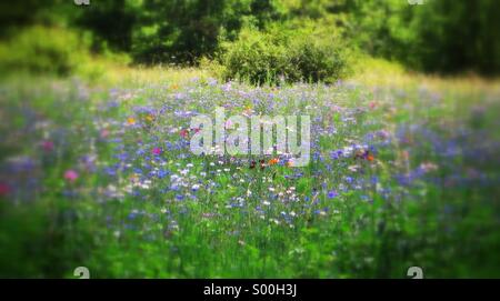 Wild flowers in a meadow Stock Photo