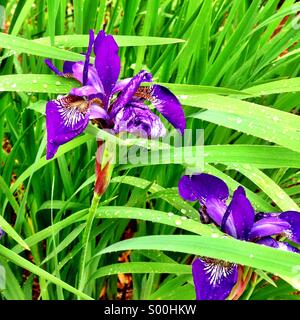 Purple irises. Stock Photo