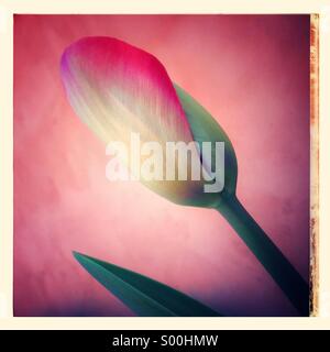 Tulip flower in pink background Stock Photo