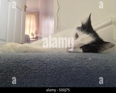 A long-haired cat lying at the top of some stairs. Stock Photo