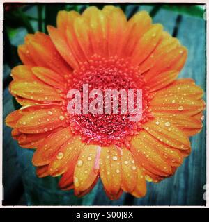 Daisy. Orange gerber wet daisy flower Stock Photo