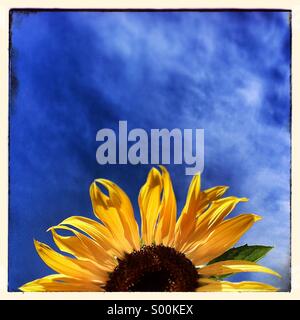 Sunflower Stock Photo