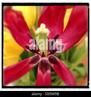 Close up of tulip with wilting petals. Stock Photo