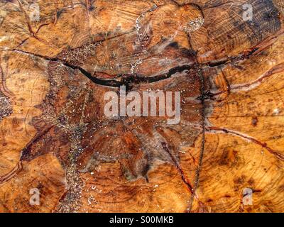 Tree trunk sawn in half showing wood grain and rings Stock Photo
