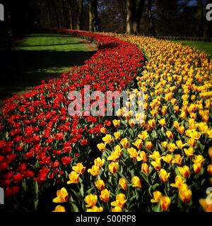 Tulips blooming Stock Photo