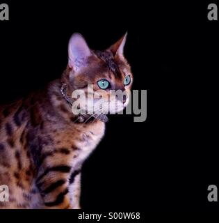Beautiful Bengal cat sitting in front of a black background. Stock Photo