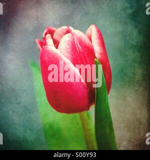 A fresh pink Tulip on its prime Stock Photo
