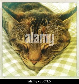 Sleeping tabby cat Stock Photo