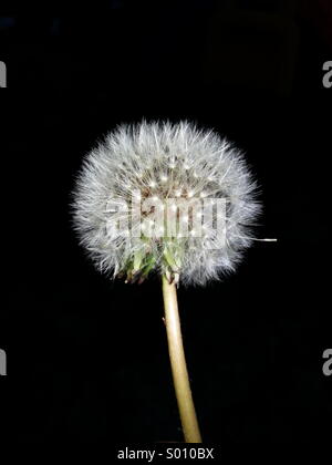 Dandelion Stock Photo