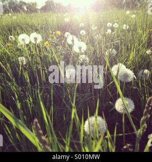 Dandelion in sunlight Stock Photo