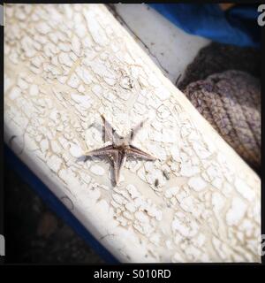 Tiny dried starfish on edge of cracked boat in Sampiere, Sicily. Stock Photo