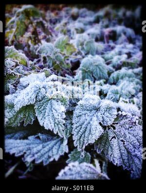 Frosty leaves Stock Photo