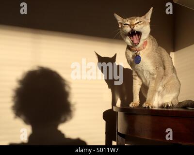 red tabby cat hissing