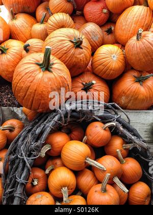 Pumpkins and basket. Stock Photo