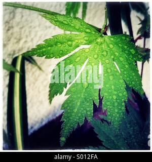 Green japanese leaf. Acer japonicum green leaf. Stock Photo